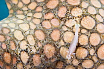 Commensal startfish shrimp (Periclemenes soror) on a seastar (Fromia elegans), Mabul Island, Malaysia.