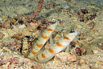 Steinitz shrimp gobies (Amblyeleotris steinitzi) share a burrow with a Snapping shrimp (Alpheus bellulus), Mabul Island, Malaysia.