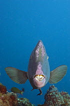 Bumphead parrotfish (Bolbometopon muricatum), Sipidan Island, Malaysia.