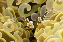 Commensal shrimp (Thor amboinensis) on hard coral polyps (Euphyllia ancora), Mabul Island, Malaysia.