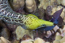 Undulated moray eel (Gymnothorax undulatus), feeding on a surgeonfish, Hawaii.