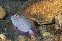 Yellow edged / margin moray eel (Gymnothorax flavimarginatus), feeding on surgeonfish, Hawaii.