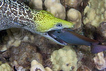 Undulated moray eel (Gymnothorax undulatus) with mouth open and gullet stretched as it feeds on a surgeonfish, Hawaii.