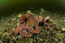 Giant Pacific octopus (Octopus dofleini), resting on sea-bed, British Columbia, Canada.