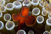 Spine-cheek anemone fish (Premnas biaculeatus), male, amongst bulb-tentacle sea anemone (Entacmaea quadridcolor), Indonesia.