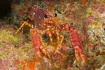 Hawaiian reef lobster (Enoplometopus occidentalis), on reef, Hawaii.