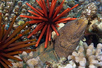 Whitemouth moray eel (Gymnothorax meleagris) and slate pencil sea urchins (Heterocentrotus mammillatus), Hawaii.