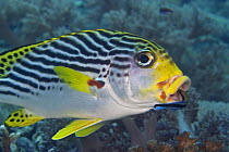 Lined sweetlips (Plectorhinchus lineatus) with cleaner wrasse (Labroides dimidiatus) in its mouth, Mabul Island, Malaysia.