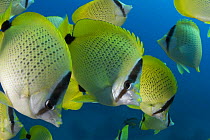 Schooling milletseed / lemon butterflyfish (Chaetodon miliaris), endemic to Hawaii.