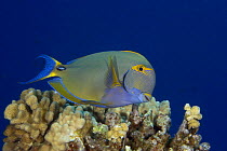 Eyestripe surgeonfish (Acanthurus dussumieri), Hawaii.