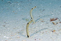 Two spotted garden eels (Heteroconger hassi), with heads out of the sand, Indonesia.