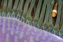 Clown anemonefish (Amphiprion percula) in anemone (Heteractis magnifica), Indonesia.