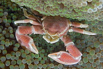 Porcelain crab (Neopetrolisthes maculatus) on a bed of pale green anemone, Mabul Island, Malaysia.