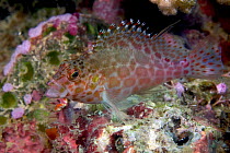 Coral / pixy hawkfish (Cirrhitichthys oxycephalus), Mabul Island, Malaysia.