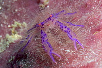 Hairy squat lobster (Lauria slagiani) on Barrel sponge (Xestospongia genus), Mabul Island, Malaysia.