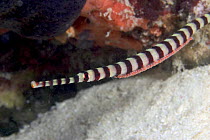 Ringed / Banded pipefish (Doryrhamphus dactylioporus), mature male, brooding clutch of unprotected eggs on its underside, Mabul Island, Malaysia.
