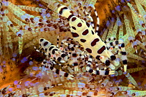 Pair of Sea urchin / Coleman shrimp (Periclimenes colemani), clearing a section of fire urchin (Asthenosoma varium) of tube feet and spines where they live unharmed, Mabul Island, Malaysia.