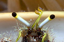 Close-up of eye stalks and antennae of hermit crab (Dardanus lagopodes), Malaysia.