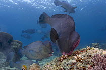 Shoal of Bumphead parrotfish (Bolbometopon muricatum), grazing on live coral, Sipidan Island, Malaysia.