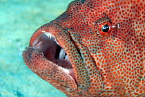 Coral grouper / hind (Cephalopholis miniata), with cleaner shrimp inspecting its eye for parasites, Mabul Island, Malaysia.