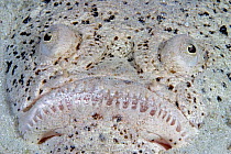 Stargazer (Uranoscopus chinensis) camouflaged on seabed, Mabul Island, Malaysia.
