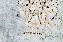 Stargazer (Uranoscopus chinensis) buried in sand, Mabul Island, Malaysia.