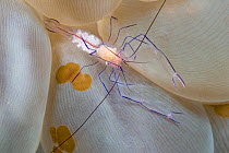 Bubble coral shrimp (Vir philippinensis) on Bubble coral (Plerogyra sinuosa). The brown oval objects are acoel flatworms (Waminoa sp.), Mabul Island, Malaysia.