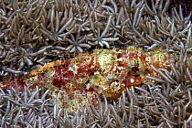 Common / Tassled scorpionfish (Scorpaenopsis oxycephala) resting on flower soft coral (Xenia sp.), Mabul Island, Malaysia.