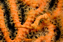 Pygmy seahorse (Hippocampus bargibanti) on Muricella soft coral fans, Mabul Island, Malaysia.