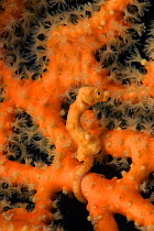 Pygmy seahorse (Hippocampus bargibanti) on Muricella soft coral fans, Mabul Island, Malaysia.