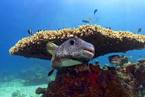 Spotted porcupinefish / blowfish / balloonfish / globefish (Diodon hystrix), with table-coral behind, Sipidan Island, Malaysia.
