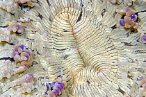 Two commensal shrimp (Periclimenes venustus) on Beaded sea anemone (Heteractis aurora), Mabul Island, Malaysia.
