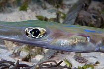 Cleaner shrimp (Periclimenes holthuisi) on cornetfish (Fistularia commersonii), Mabul Island, Malaysia.