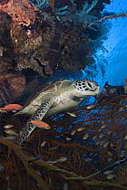 Green sea turtle (Chelonia mydas) resting on black coral (Antipatharia), Sipidan Island, Malaysia.
