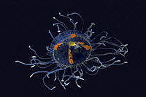 Jellyfish (Anthomedusae), British Columbia, Canada.