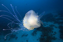 Jellyfish (Cephea cephea), Palau, Micronesia.