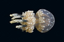 Papua jellyfish (Mastigias papua), Indonesia.