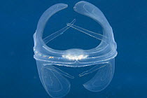 Lobate comb jelly (Ocyropsis maculata), Indonesia.
