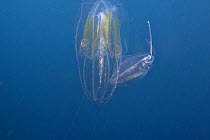 Unknown species of fish in larval stage, hiding behind a ctenophore (comb jelly), Indonesia.