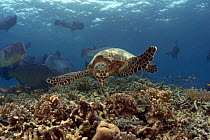 Hawksbill turtle (Eretmochelys imbricata) and bumphead parrotfish (Bolbometopon muricatum) feeding on coral reef, Sipidan Island, Malaysia.