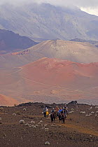 Horse riders on trail out of Haleakala Crater, Maui's dormant volcano, stopping to look at the endemic Haleakala silversword (Argyroxiphium sandwicense macrocephalum), Hawaii. Model released.
