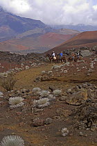 Haleakala silversword (Argyroxiphium sandwicense macrocephalum), endemic to the slopes around Maui's dormant volcano, with horse riders on trail, Hawaii. Model released.