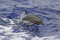 Pacific / Pantropical spotted dolphin (Stenella attenuata) jumping, Hawaii.