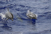 Two Pacific / Pantropical spotted dolphins (Stenella attenuata) jumping, Hawaii.
