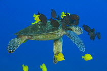 Green sea turtle (Chelonia mydas) being cleaned by surgeonfish, Hawaii.