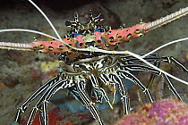 Painted spiny lobster (Panulirus versicolor), Indonesia.