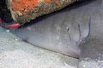 Tawny nurse shark (Nebrius ferrugineus), with head under rock, Indonesia.