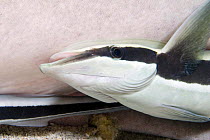 Remora / suckerfish / sharksucker (Echeneis naucrates) on a tawny nurse shark (Nebrius ferrugineus), Indonesia.