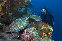 Diver with green sea turtle (Chelonia mydas), Indonesia. Model released.