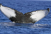 Tail fluke of humpback whale (Megaptera novaeangliae), Hawaii.